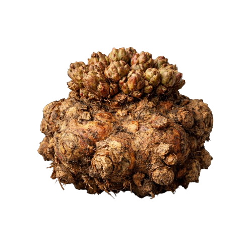 RHODIOLA ROSEA