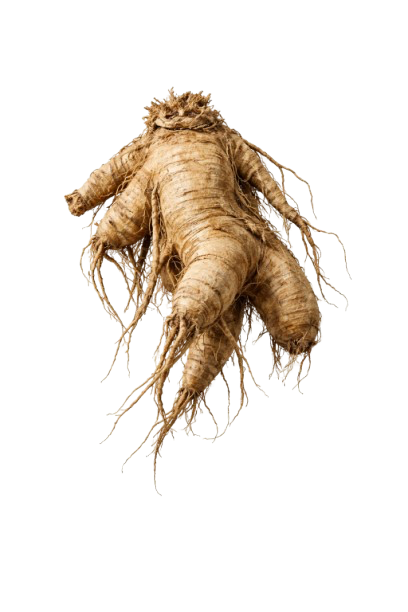 PANAX GINSENG